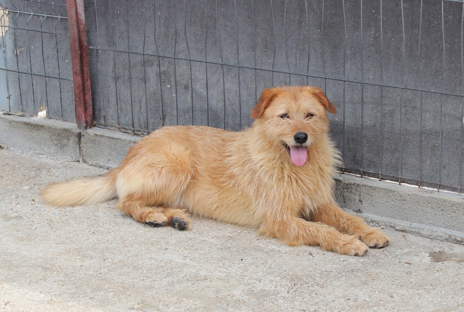 Junghund Balu