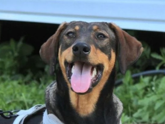 BRUNO
