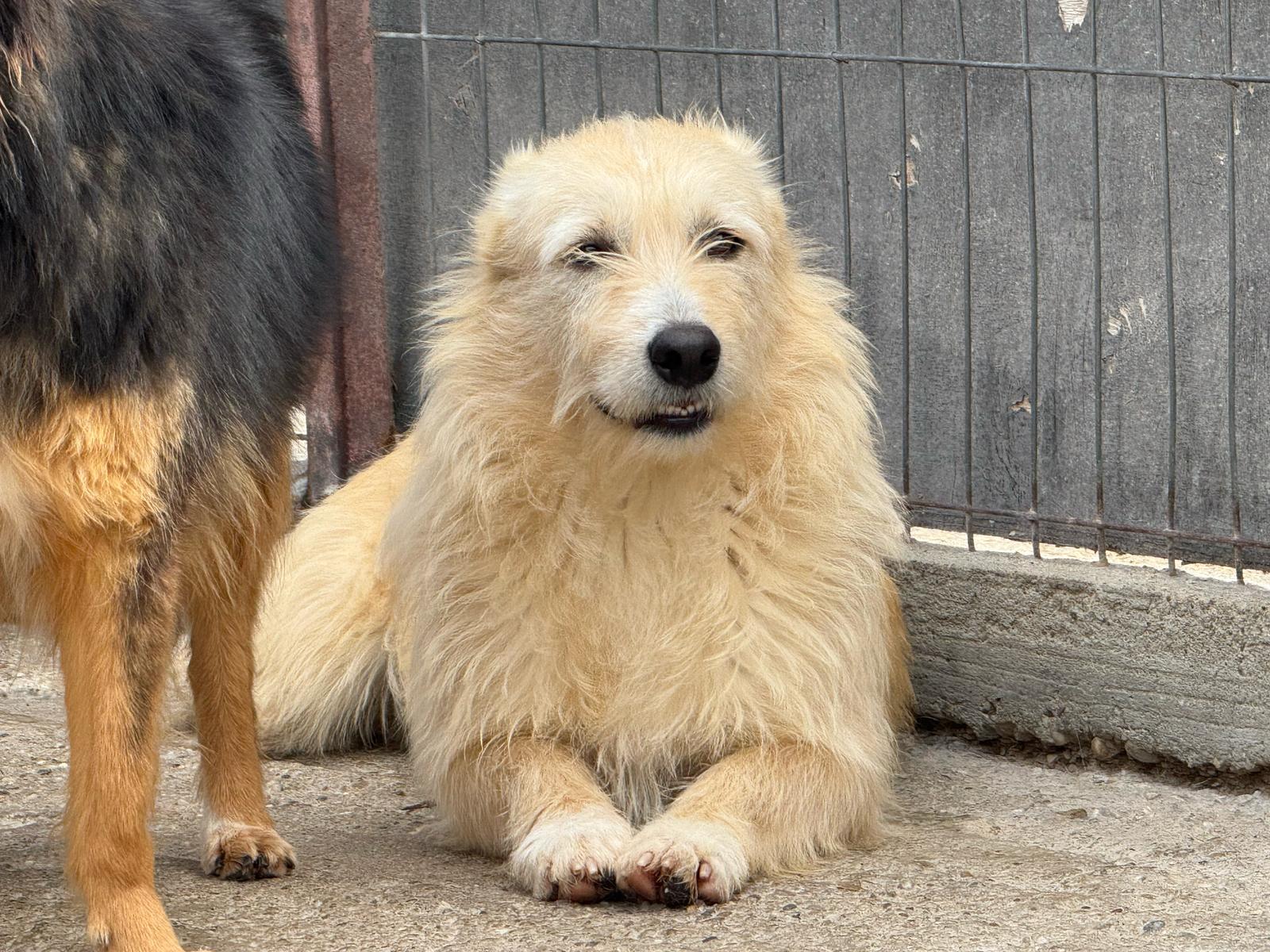 Vinnie