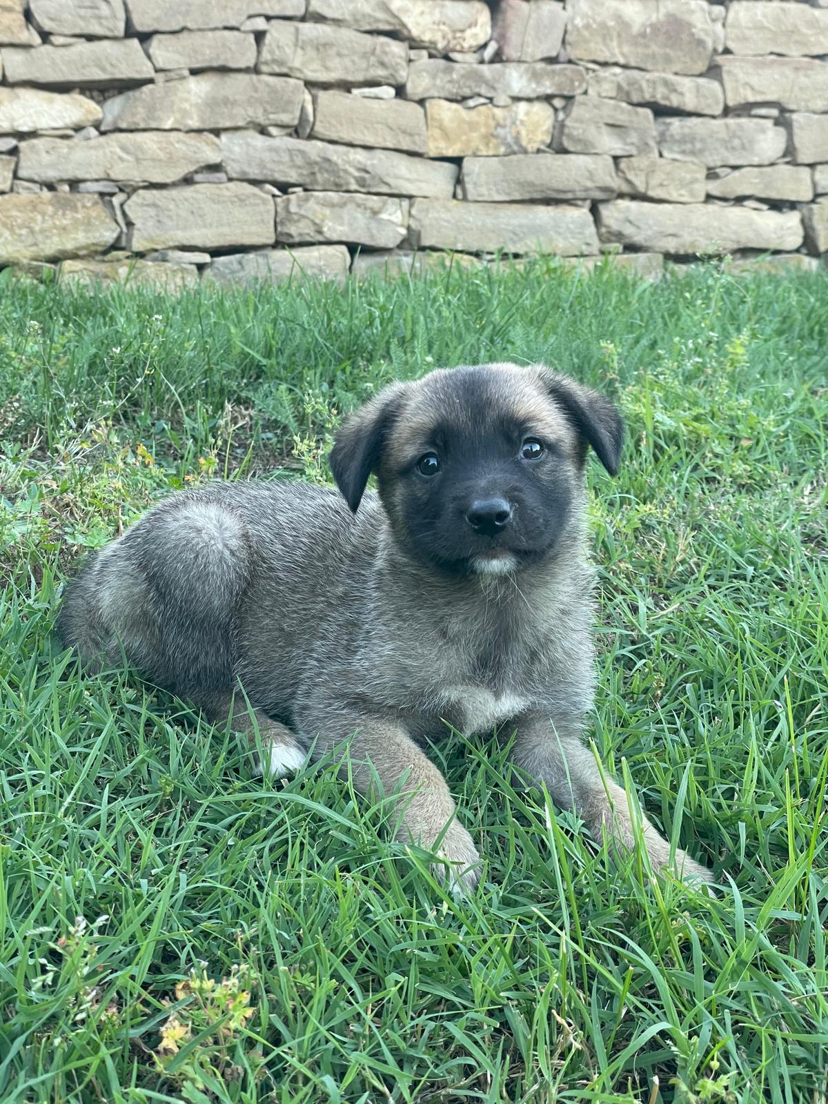Leo