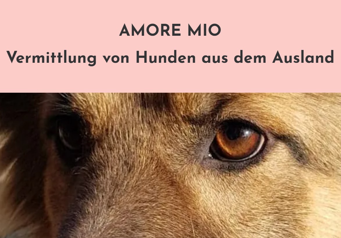 Amore Mio - Hunde Kaltennordheim