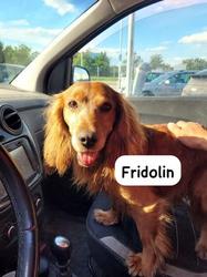 Fridolin