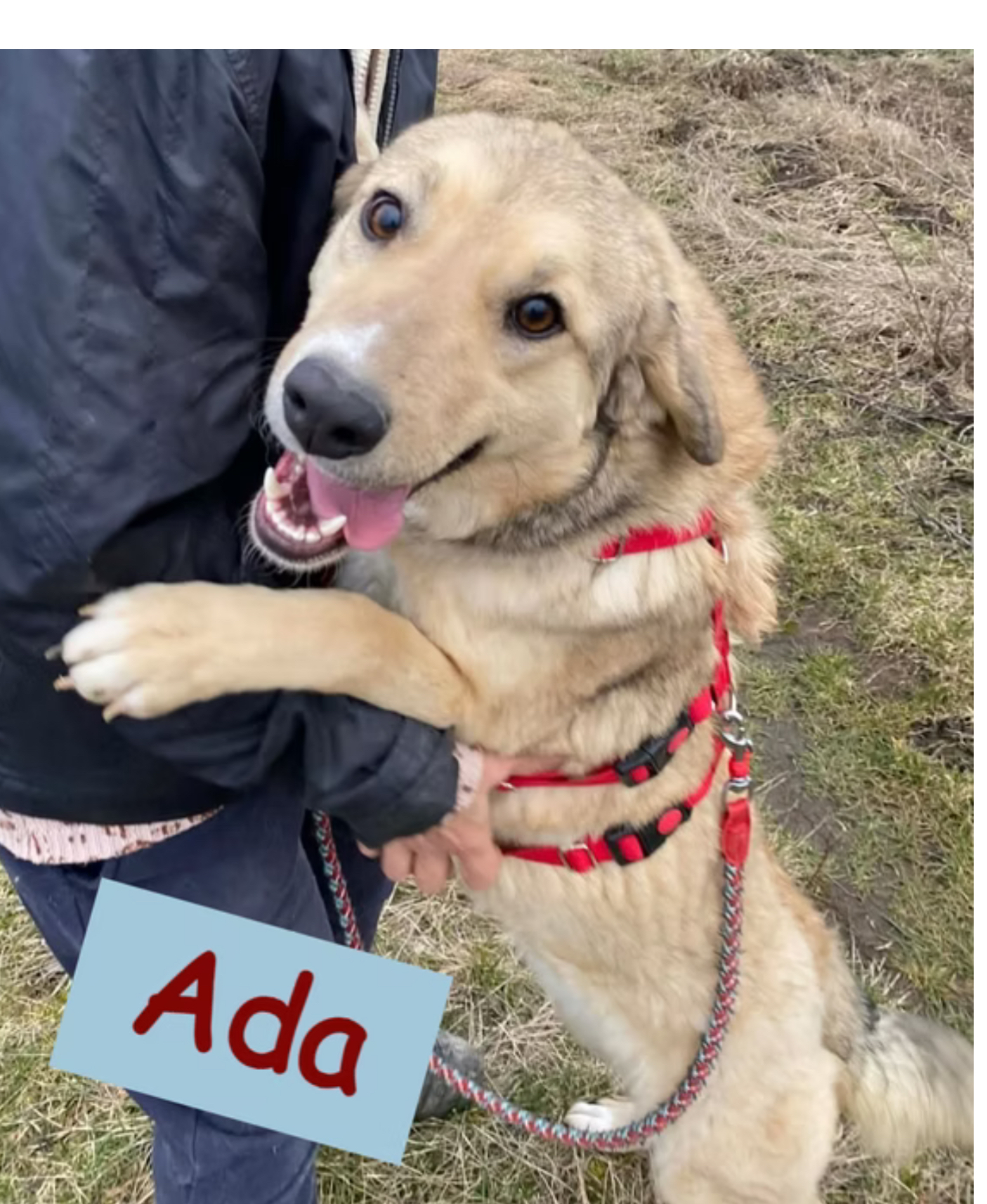 Ada