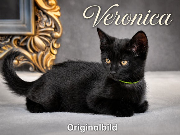 Veronica - kleine Samtpfote