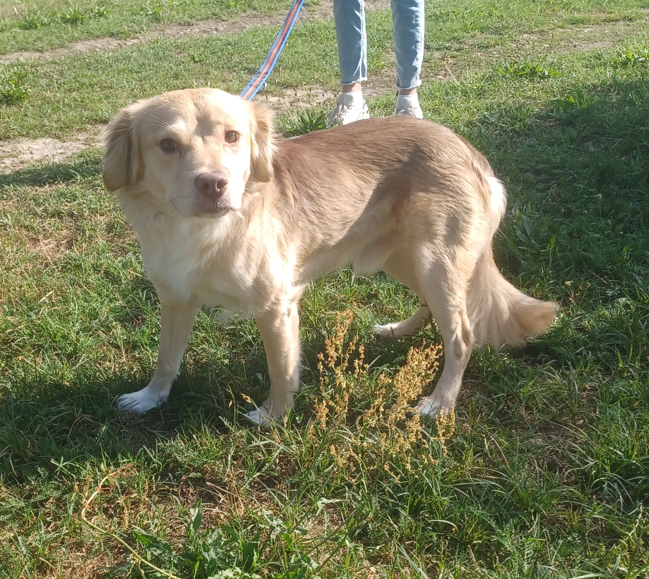 Balu
