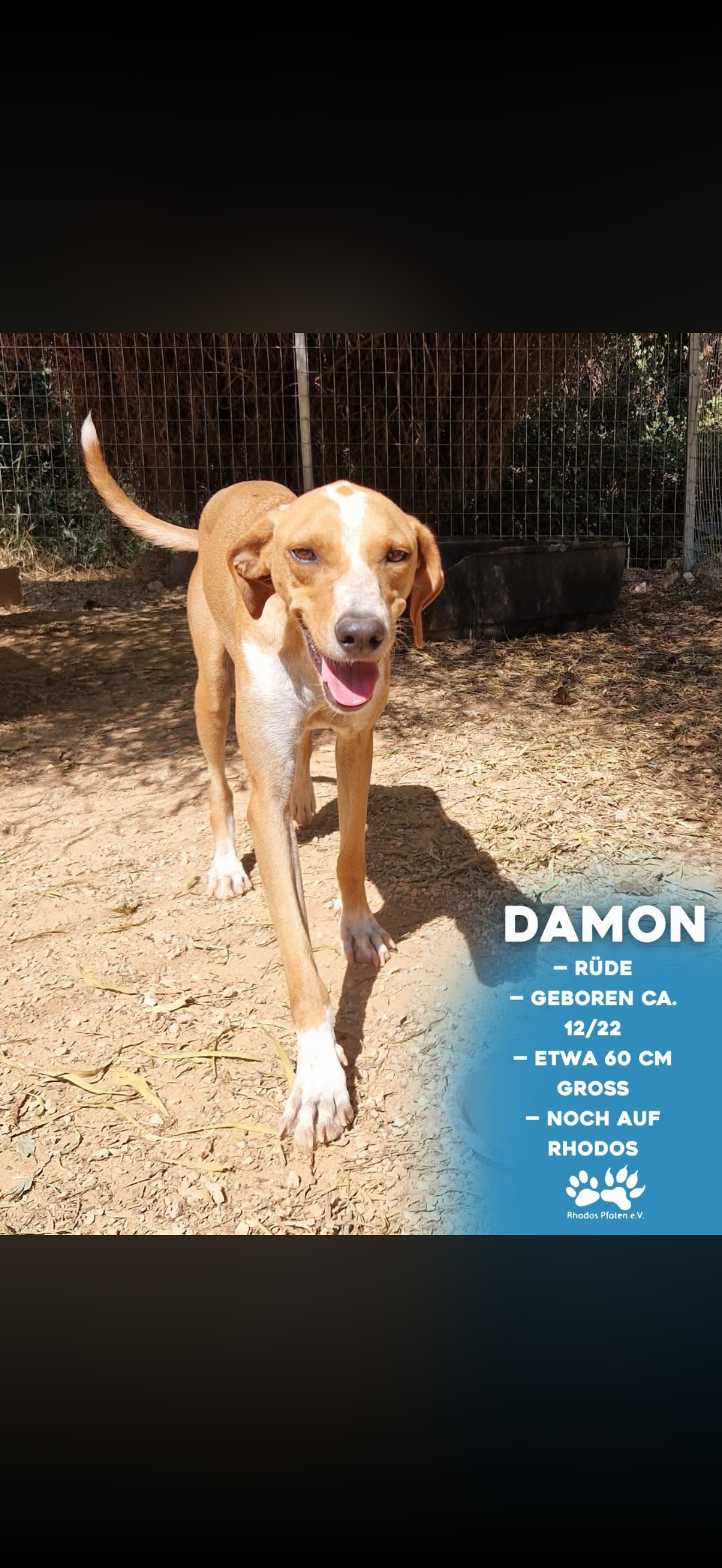 Damon