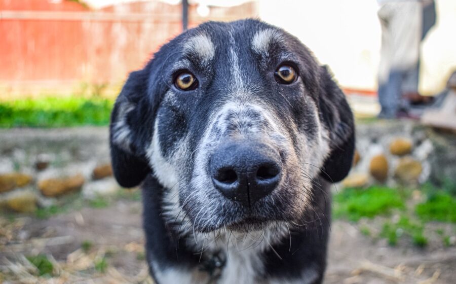 Bilbo