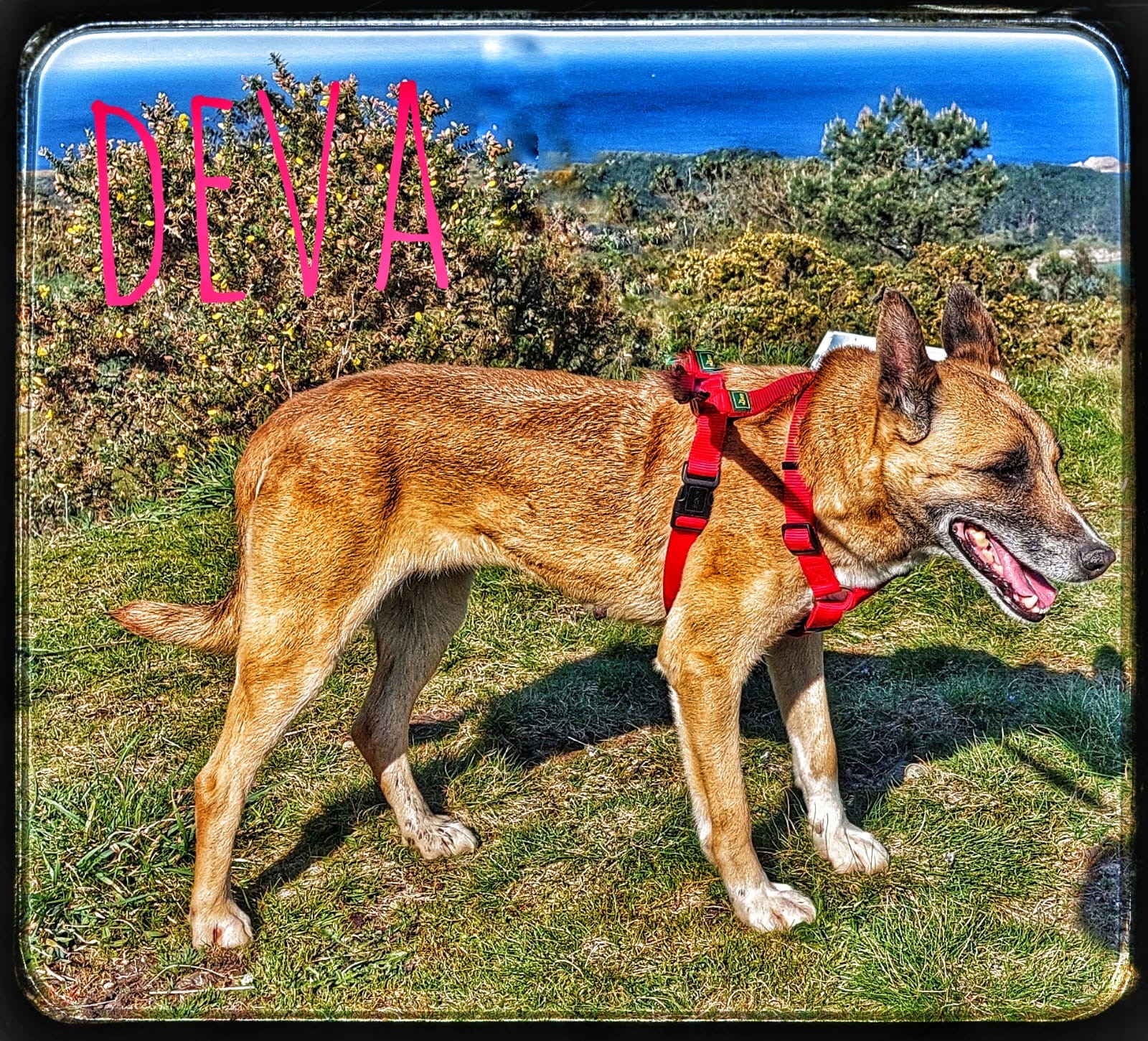 Deva