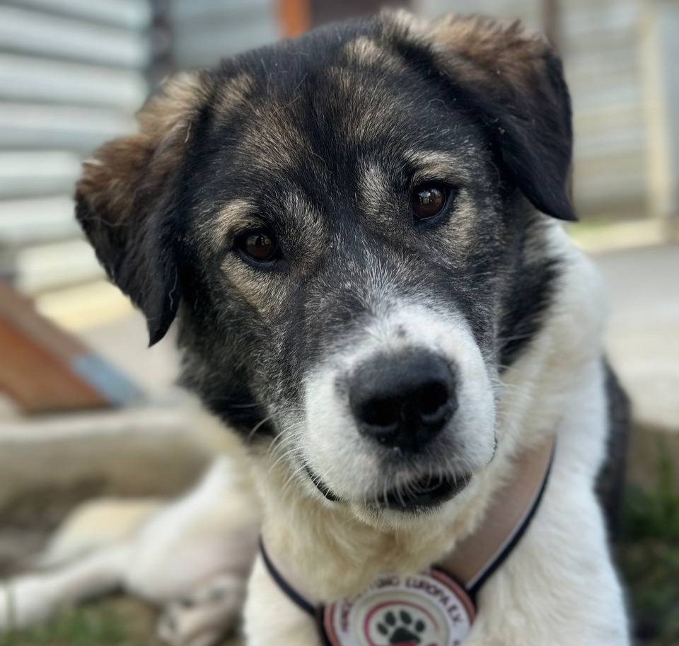 Liebevoll, loyal - Molly
