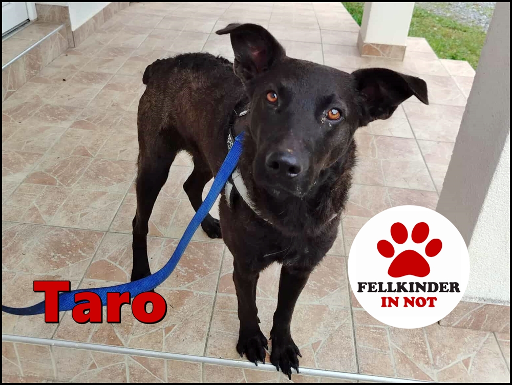 Taro