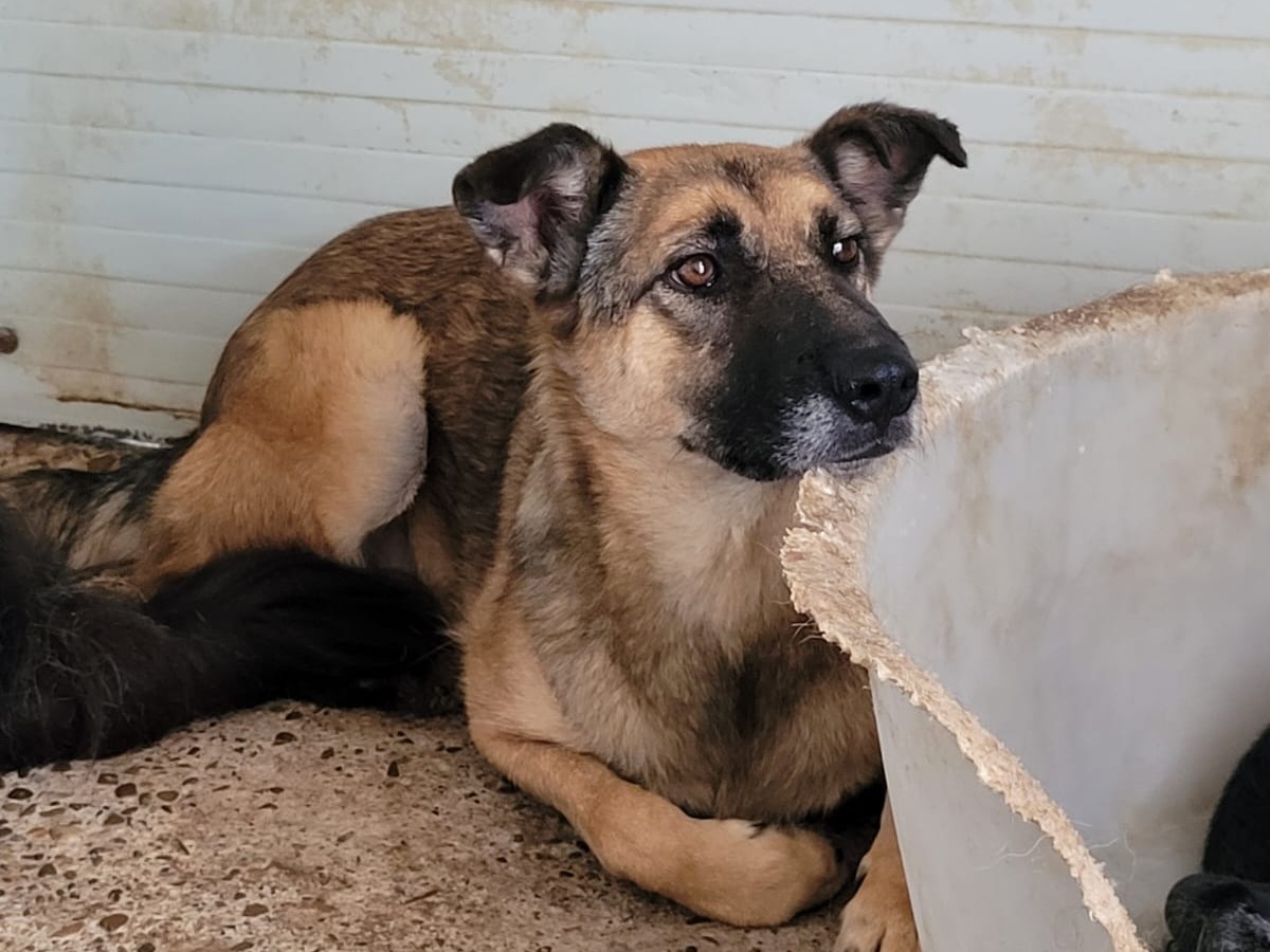 Laika