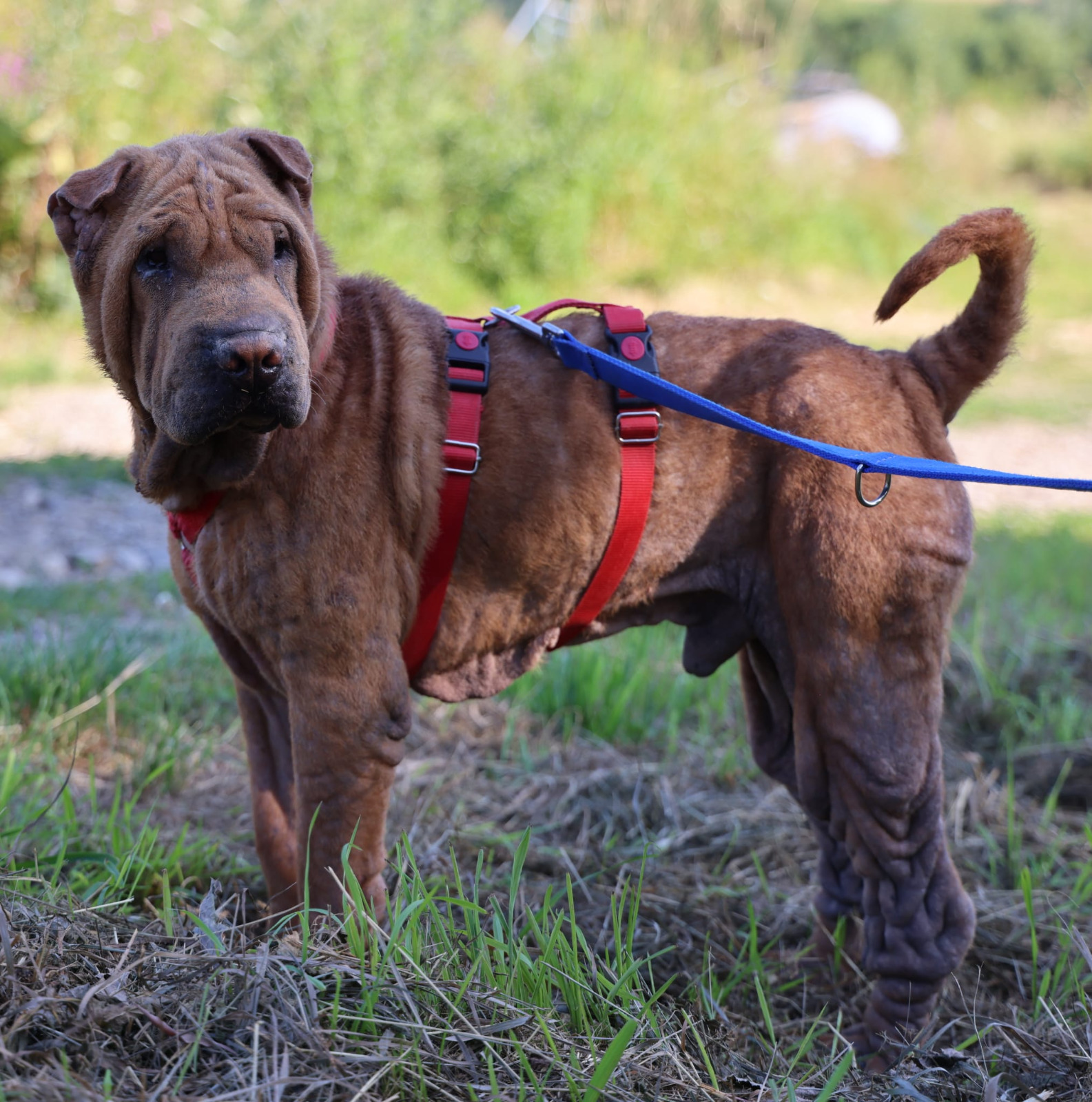 ❤️Shar Pei  Klaus❤️