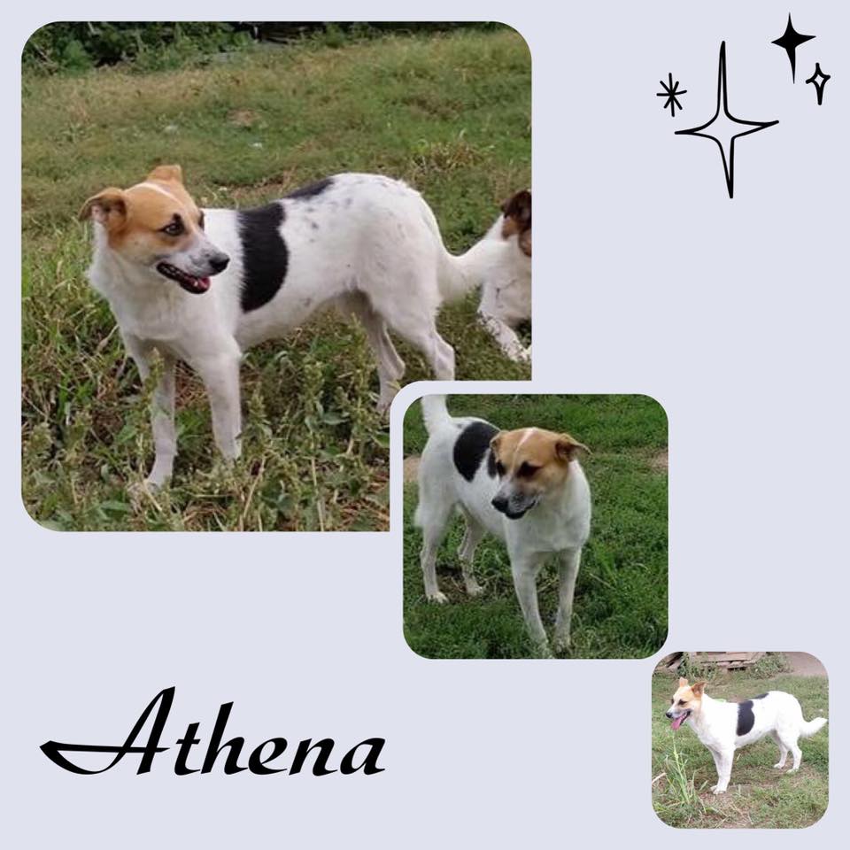 Athena
