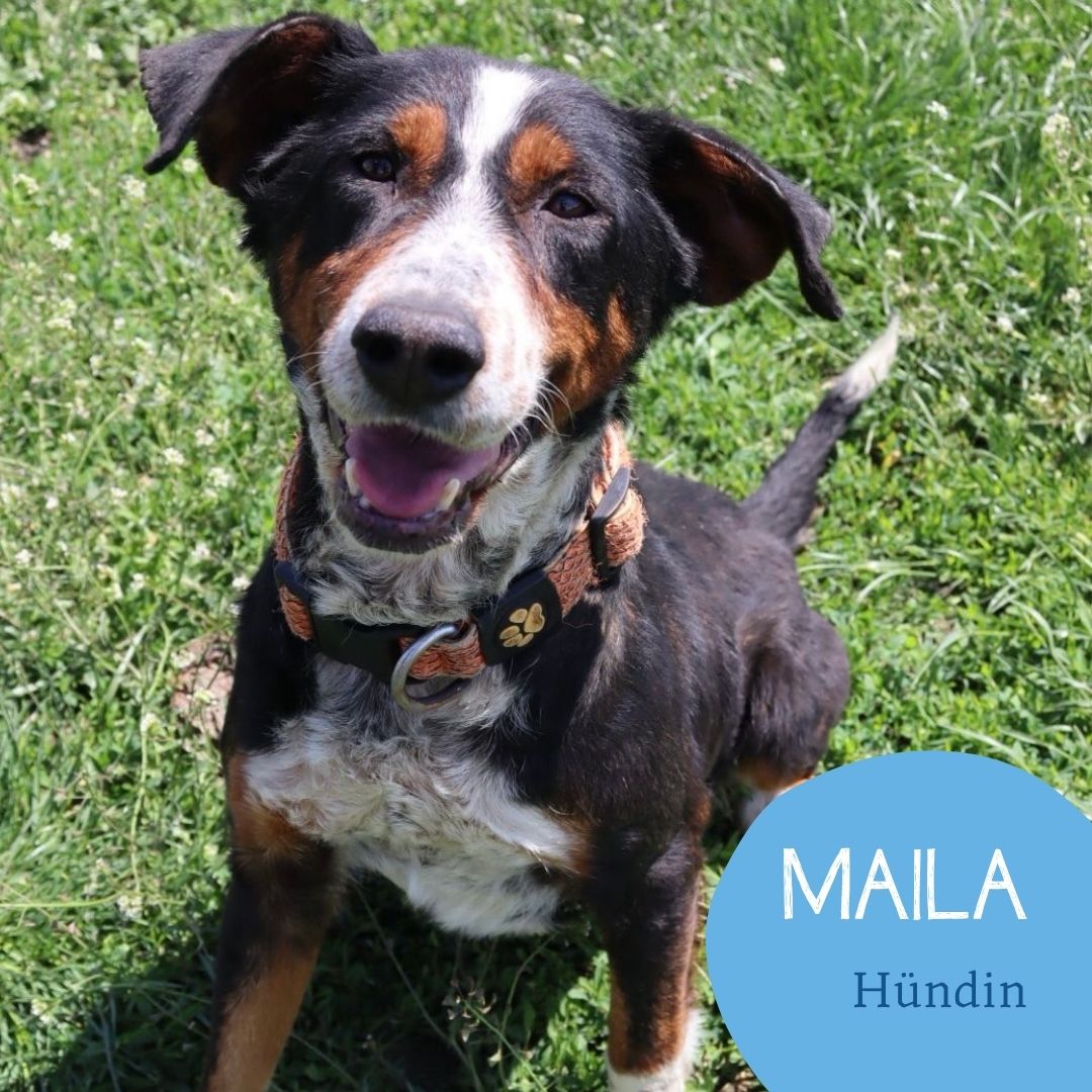Maila