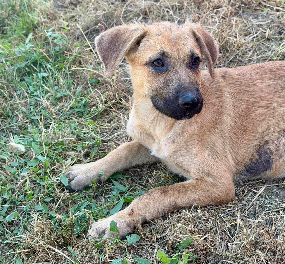 Nala