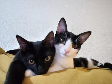 Panther und Leon