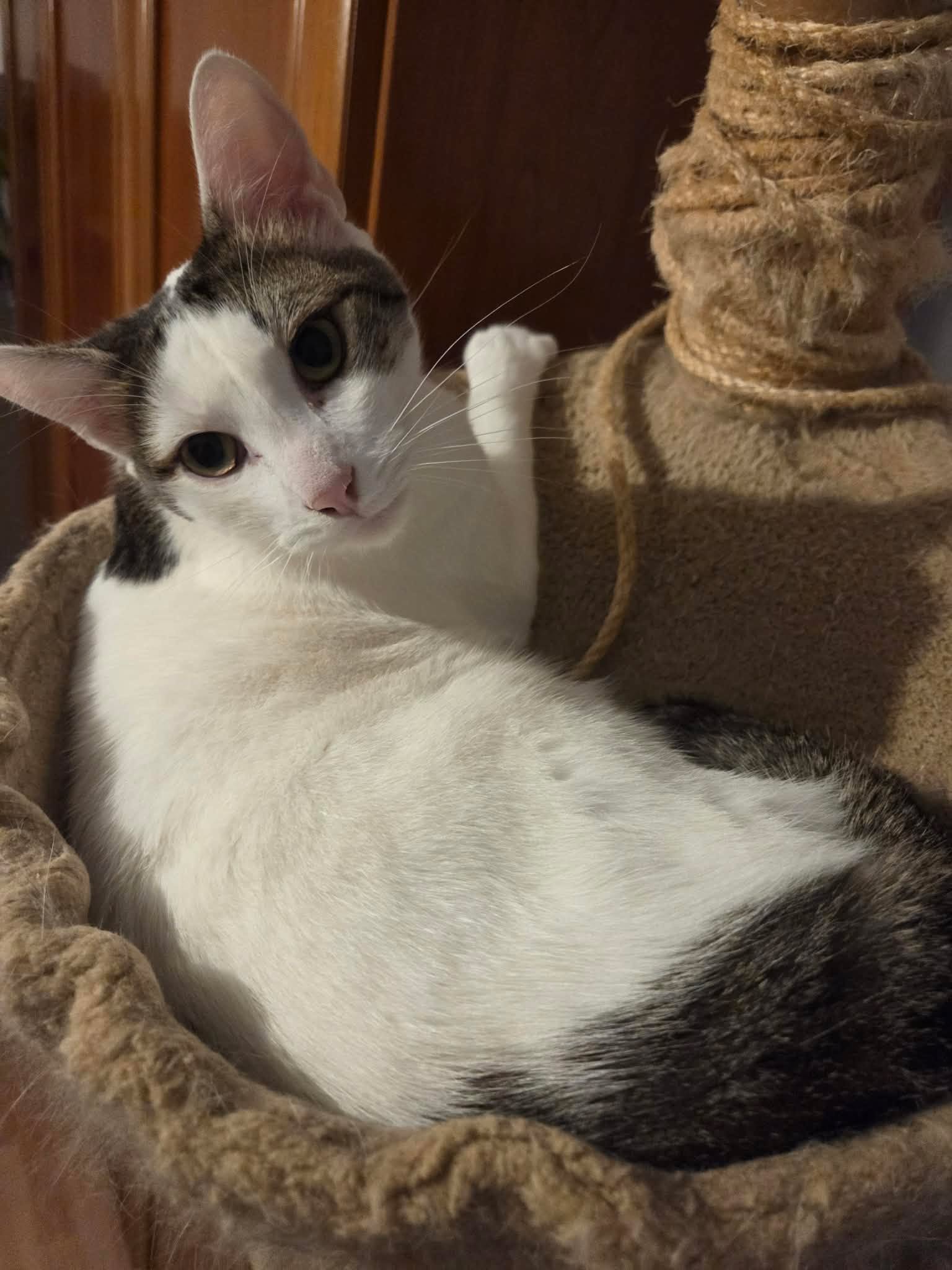 Winie süßer Kuschelkater