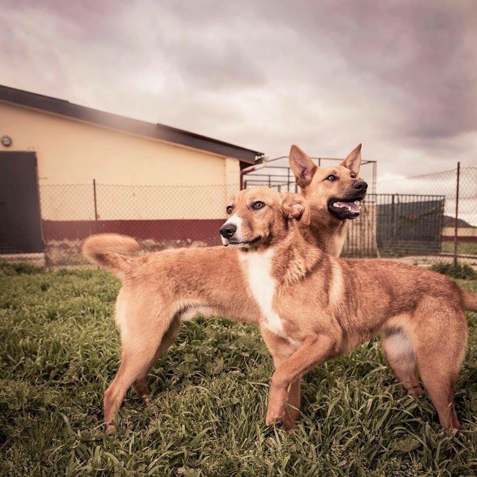 EU-Tierhilfe Treue Hundeseelen e.V.