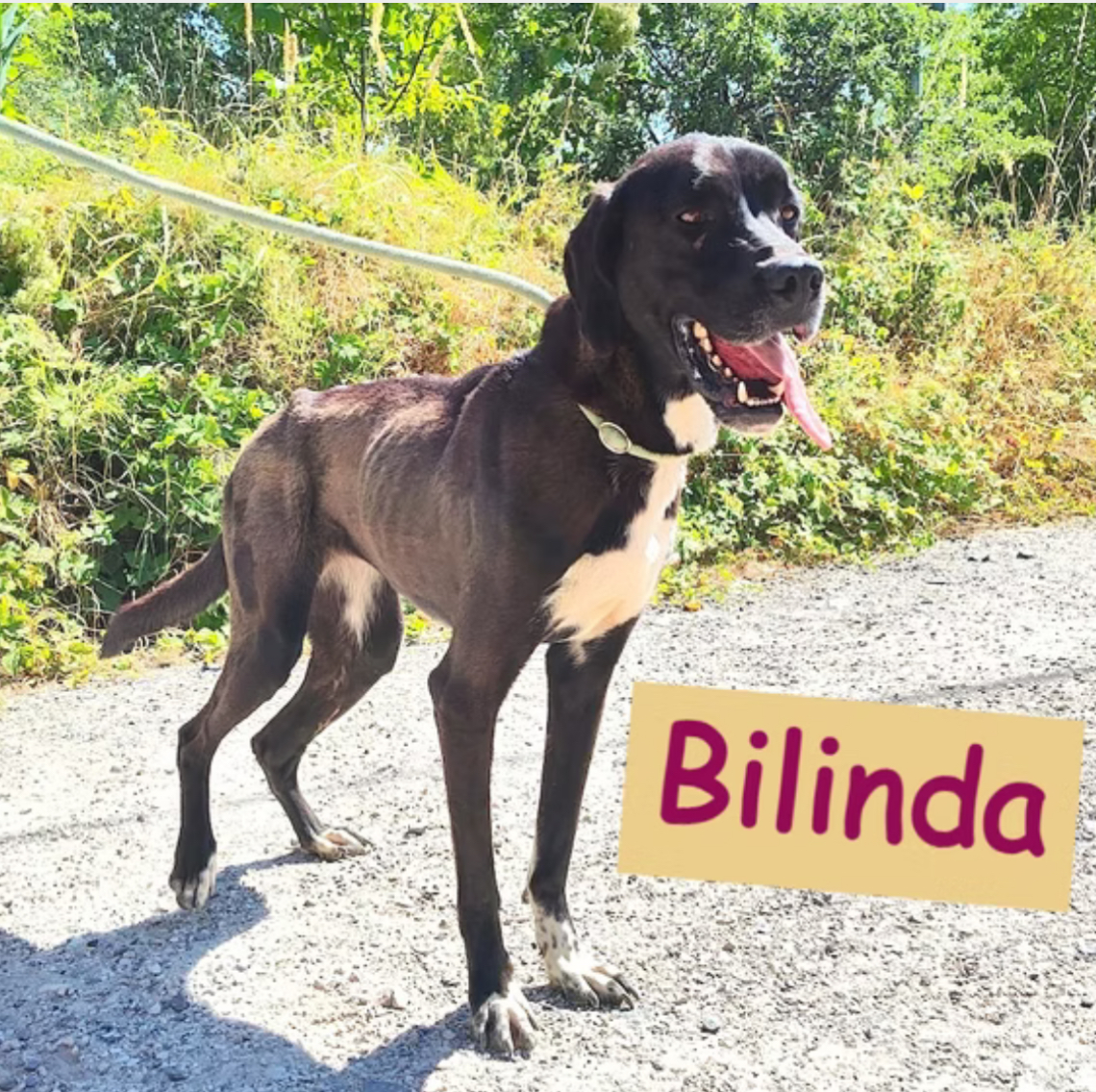 Bilinda