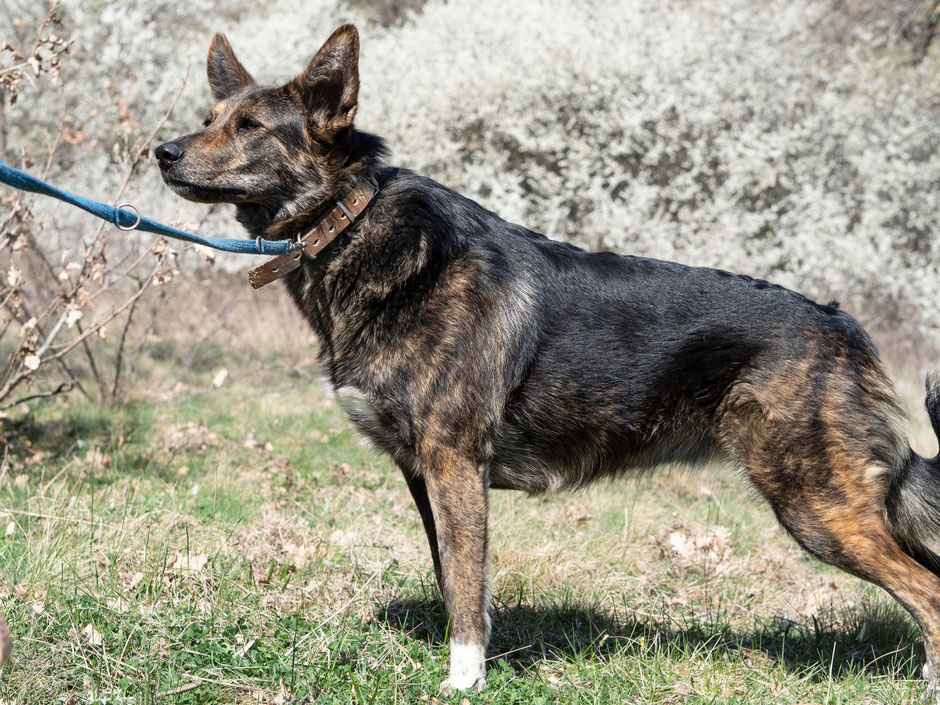 Ushka