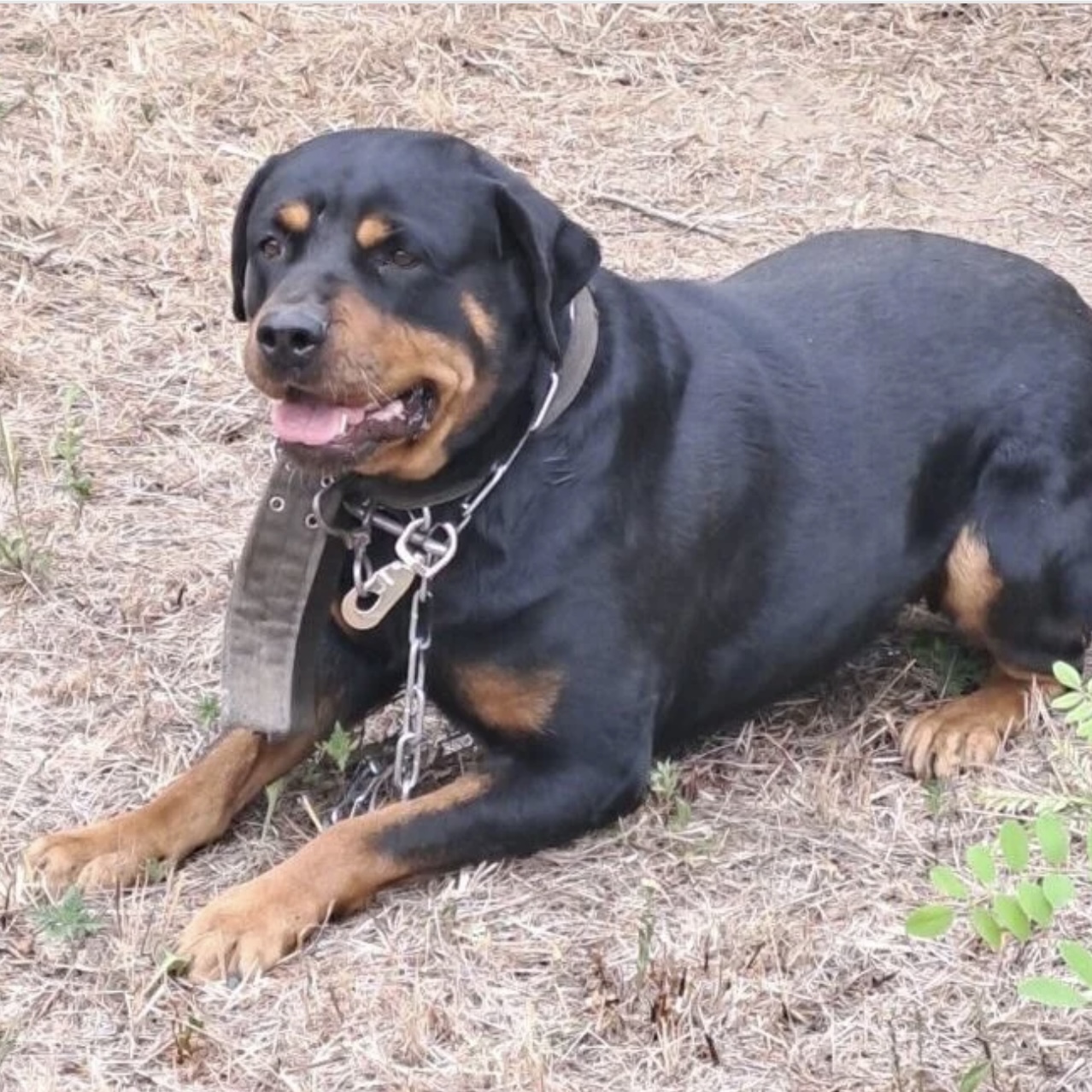 Ursa