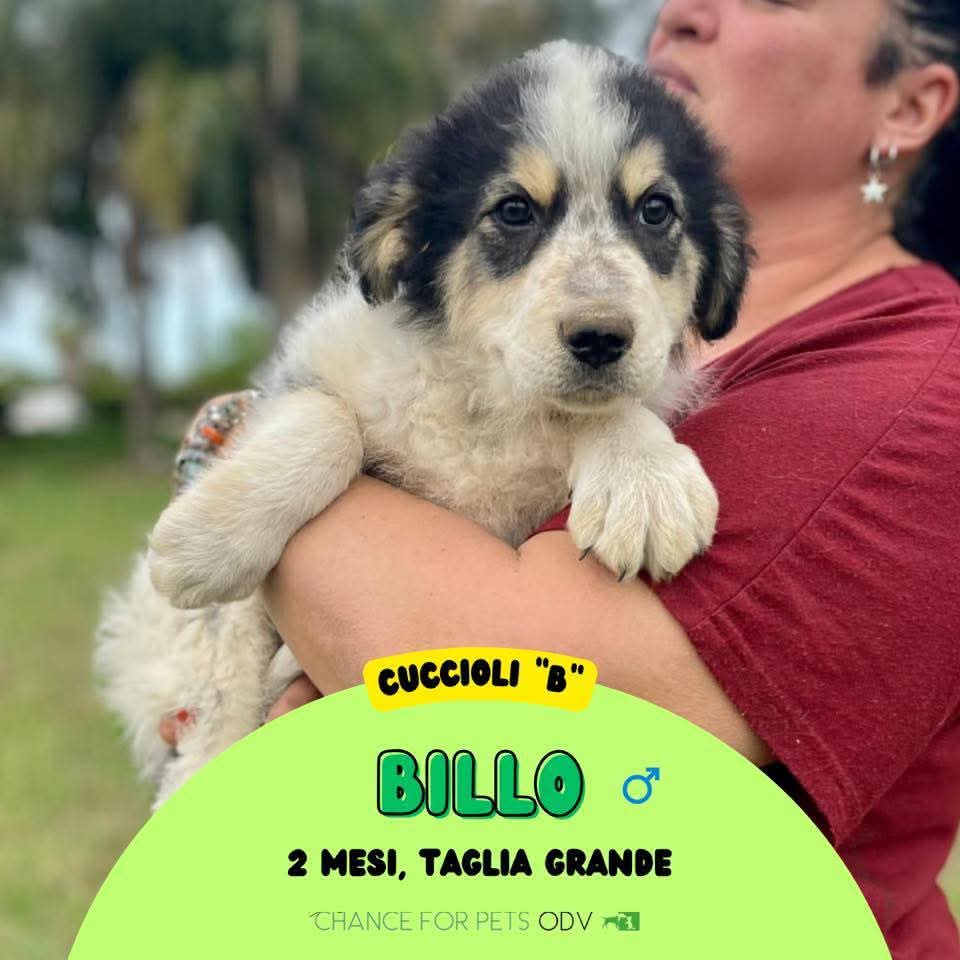 Billo