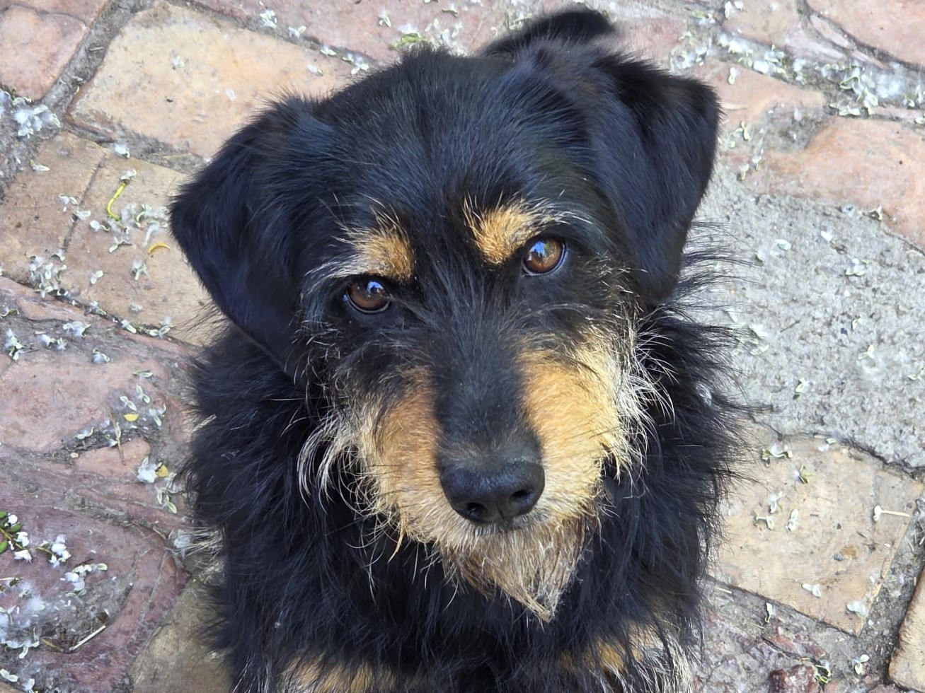 Max - Ein Schatz