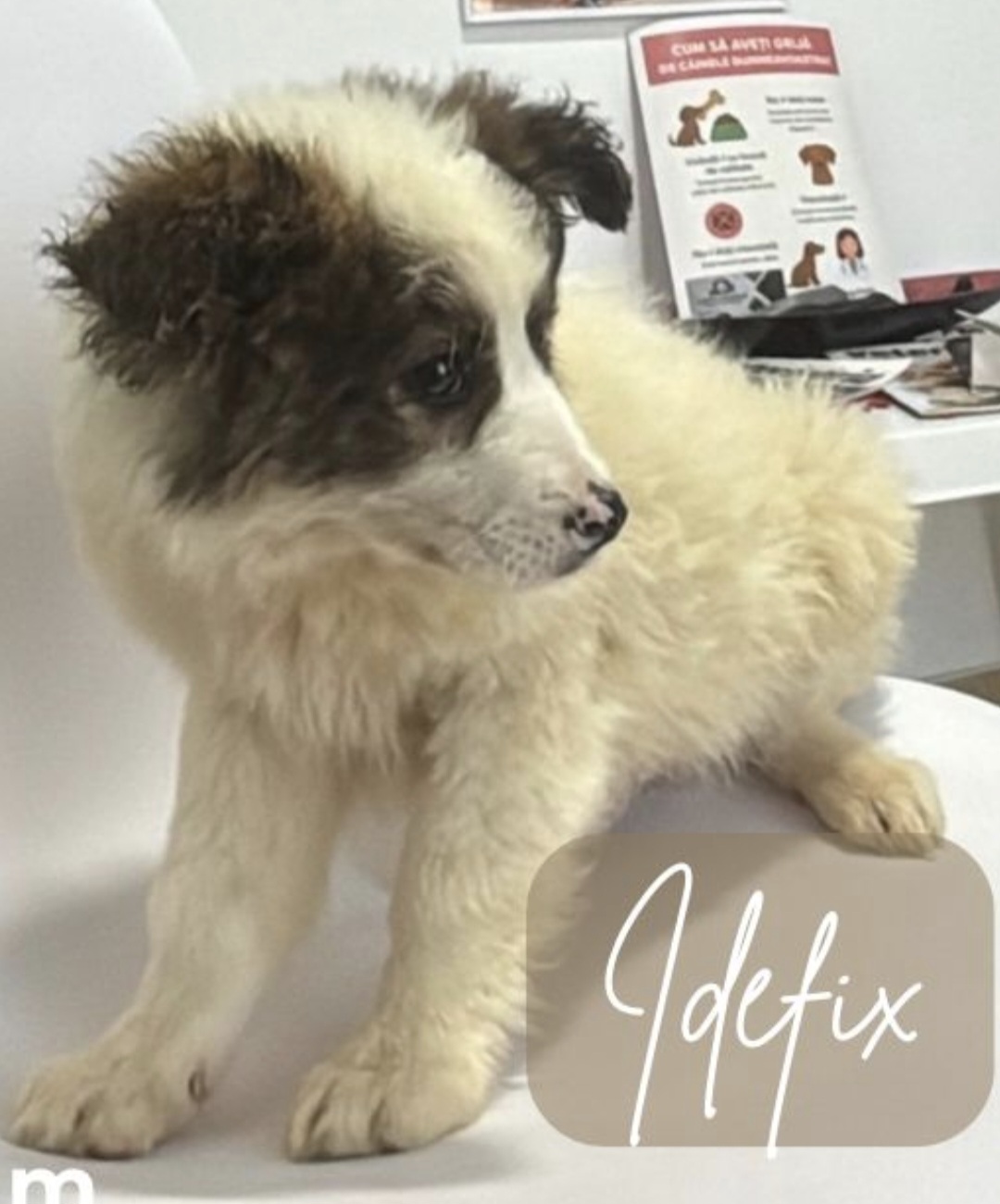 IDEFIX