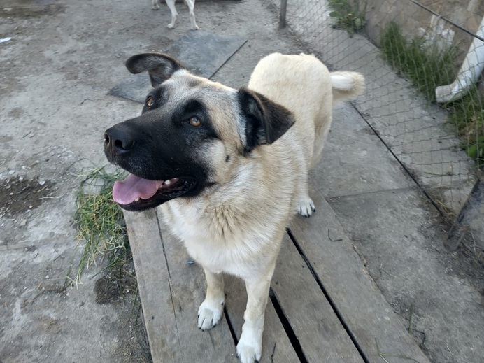 Bjarki