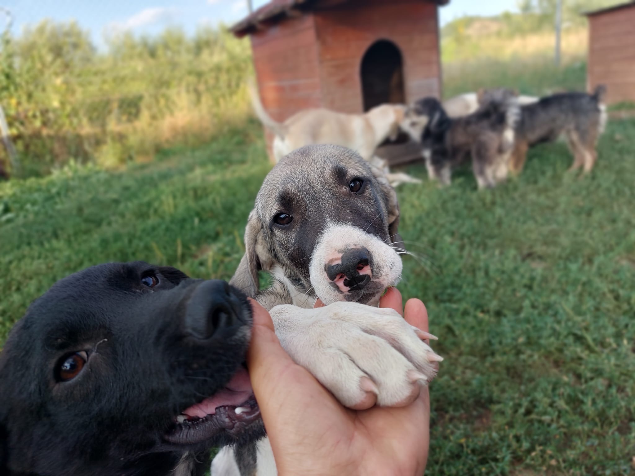 Himena 🐾🐶