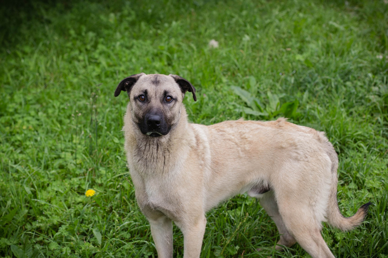 Vito