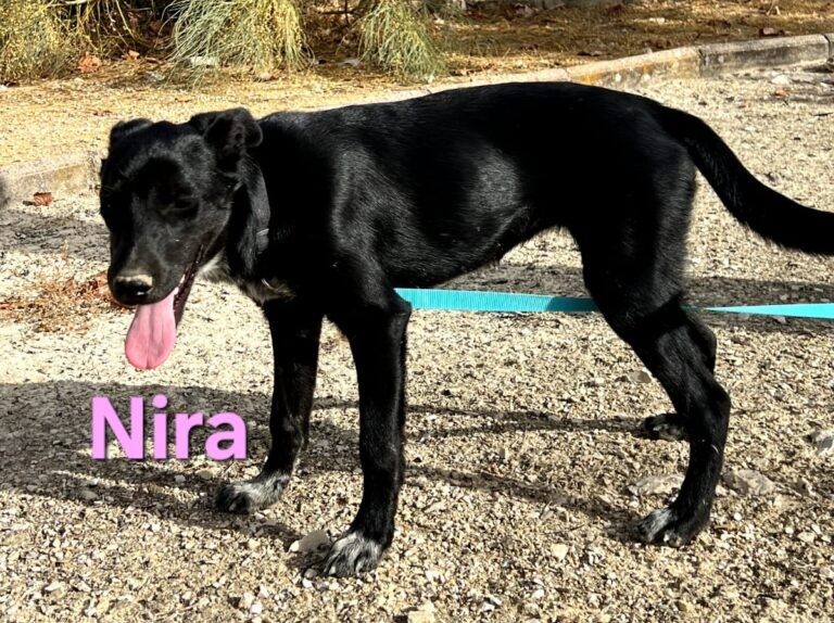 Nira