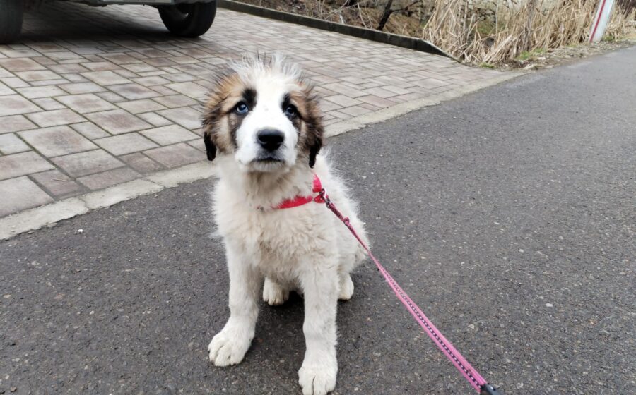 Arlo