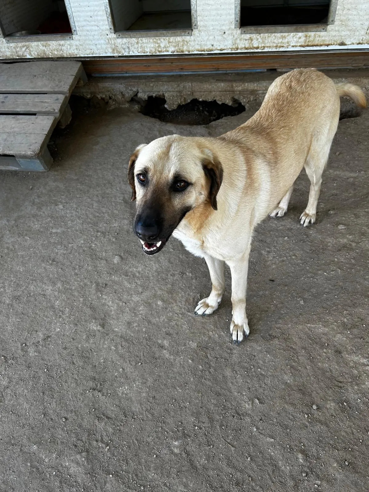 Brunella