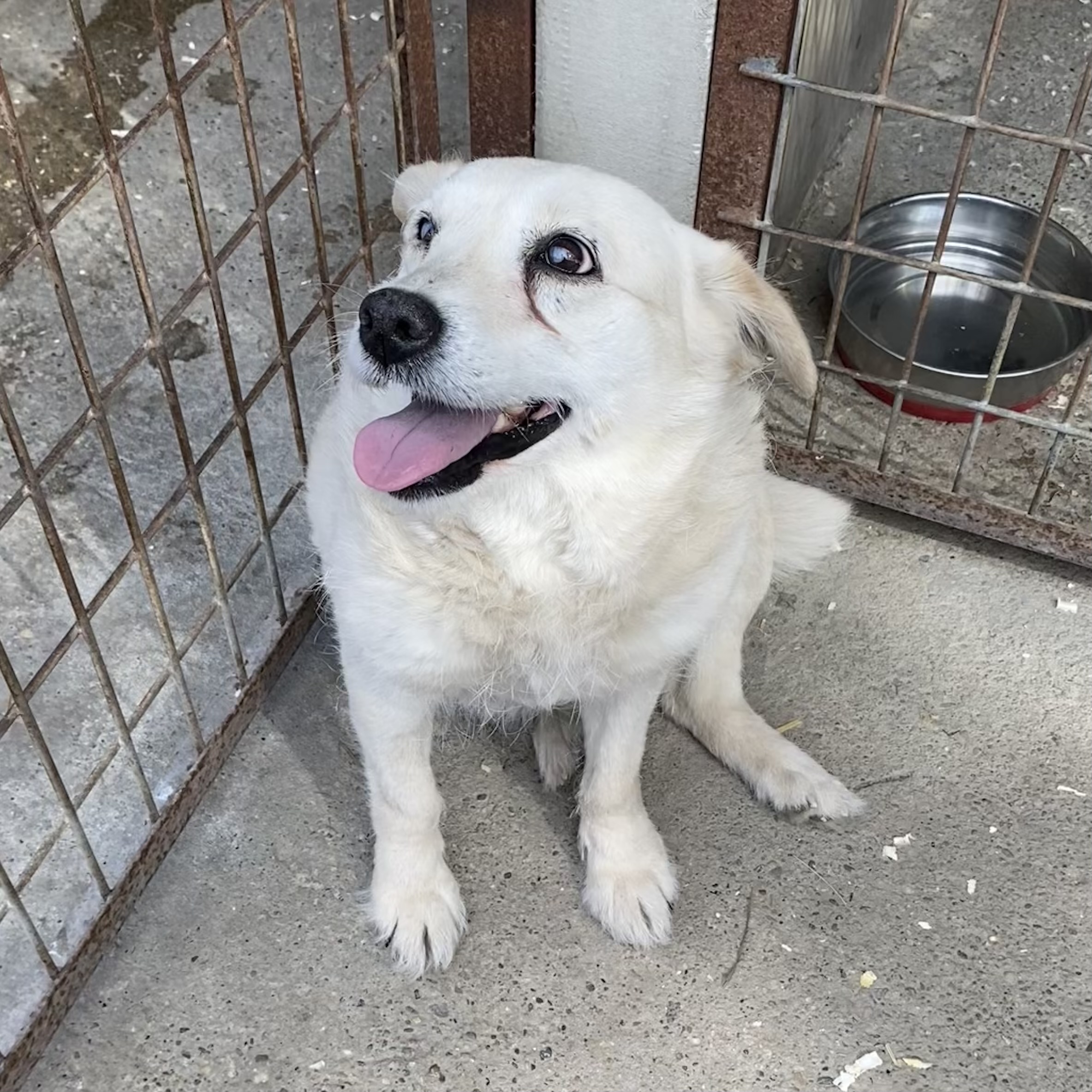 Barka