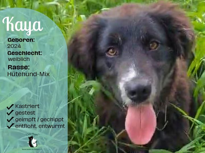 Kaya