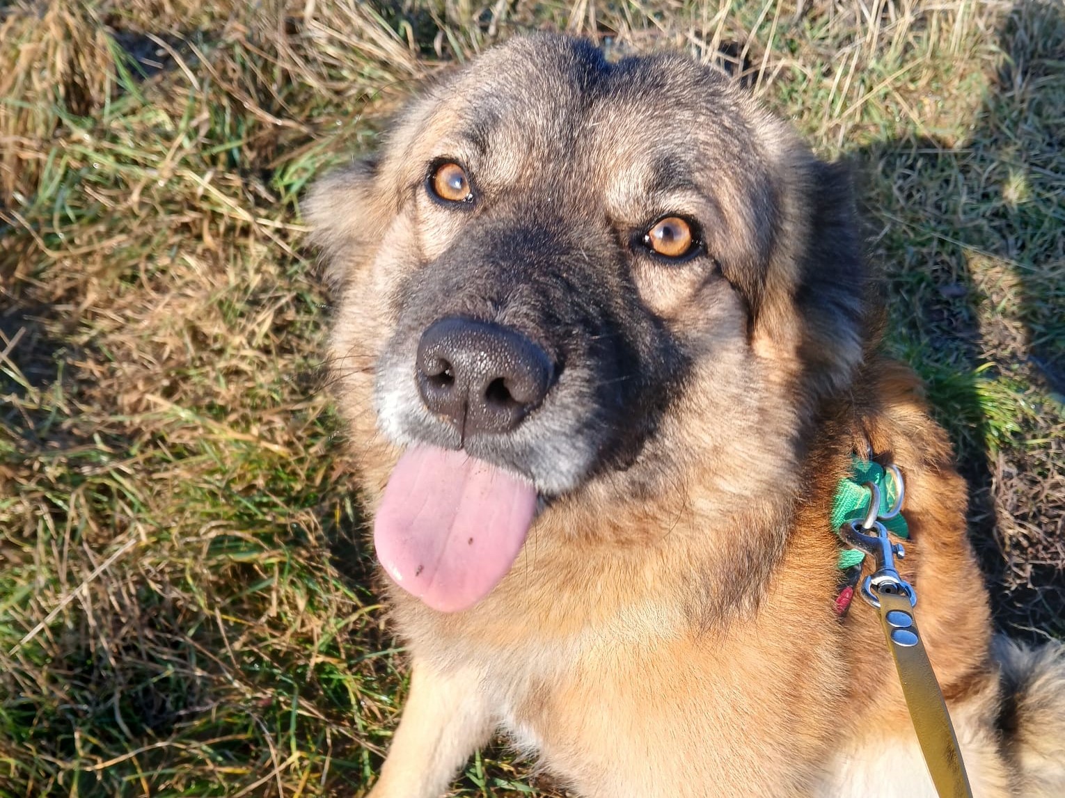 ❤️ Traumhund Rem ❤️
