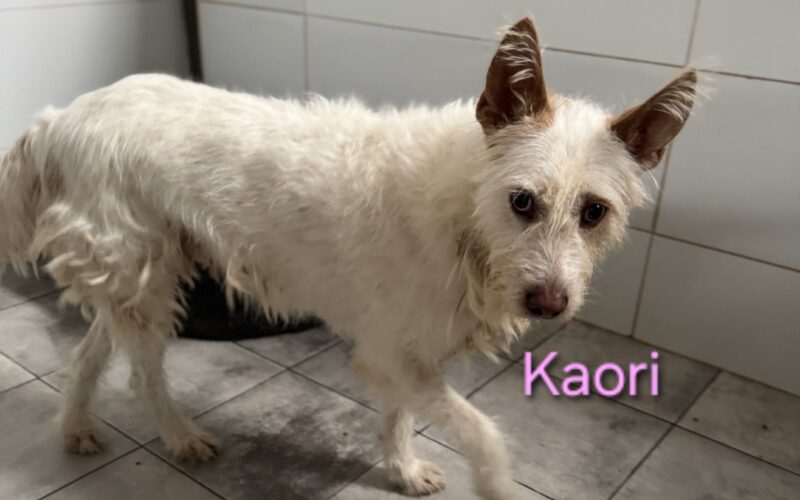 Kaori