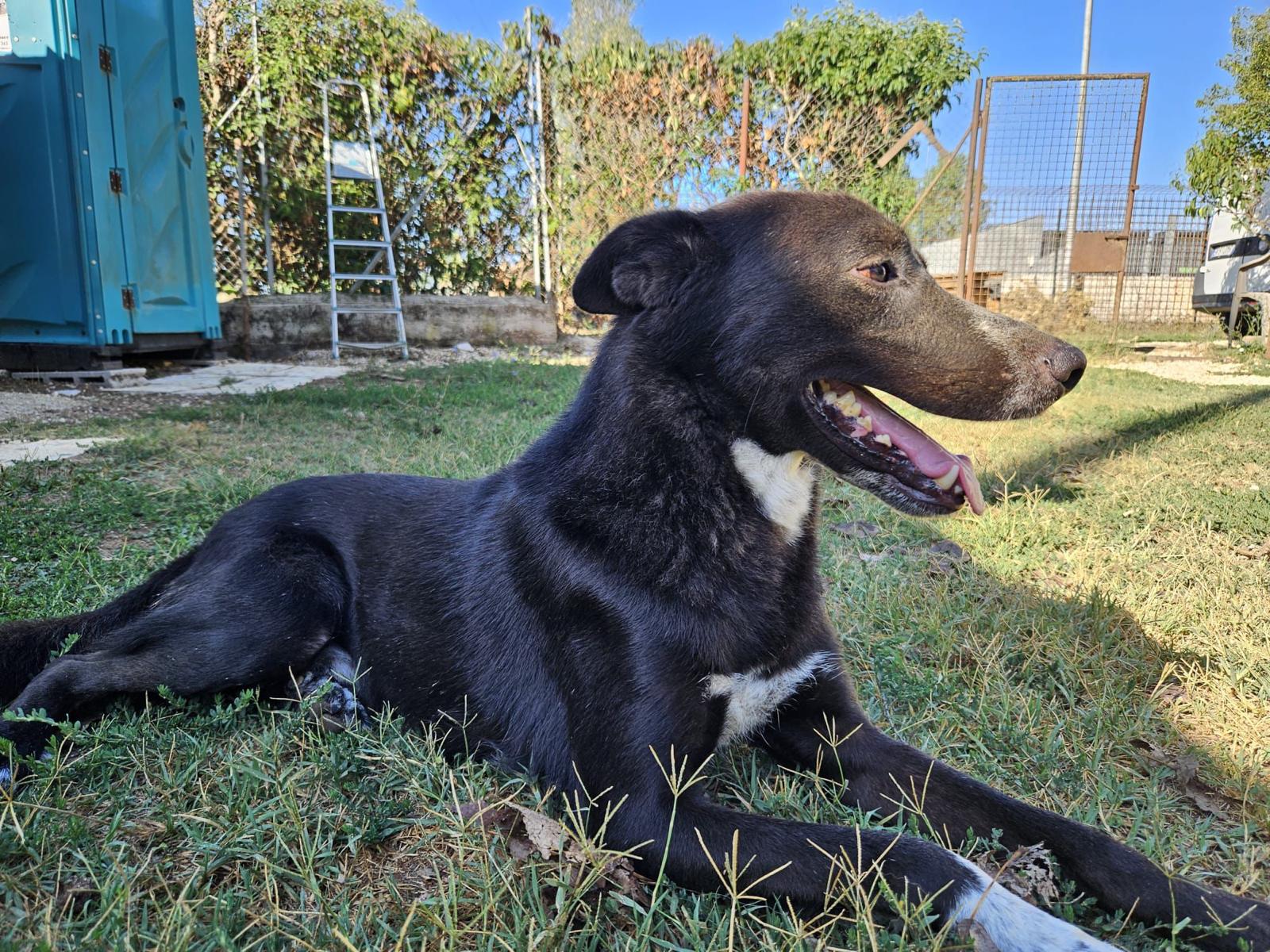 Damiano