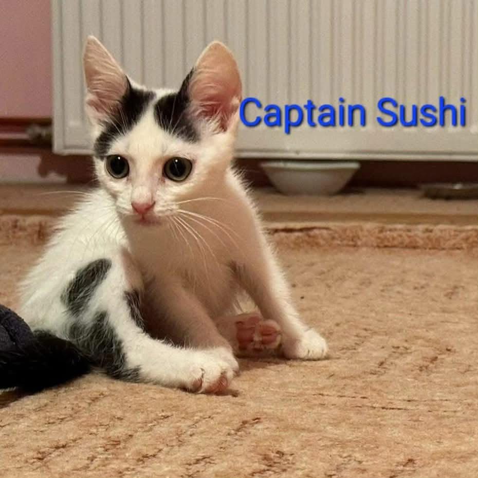 Captain Sushi🐾🐈‍⬛