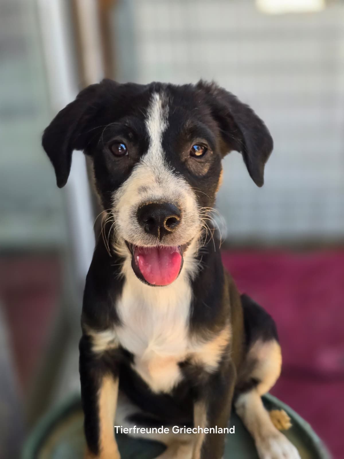 Scooby