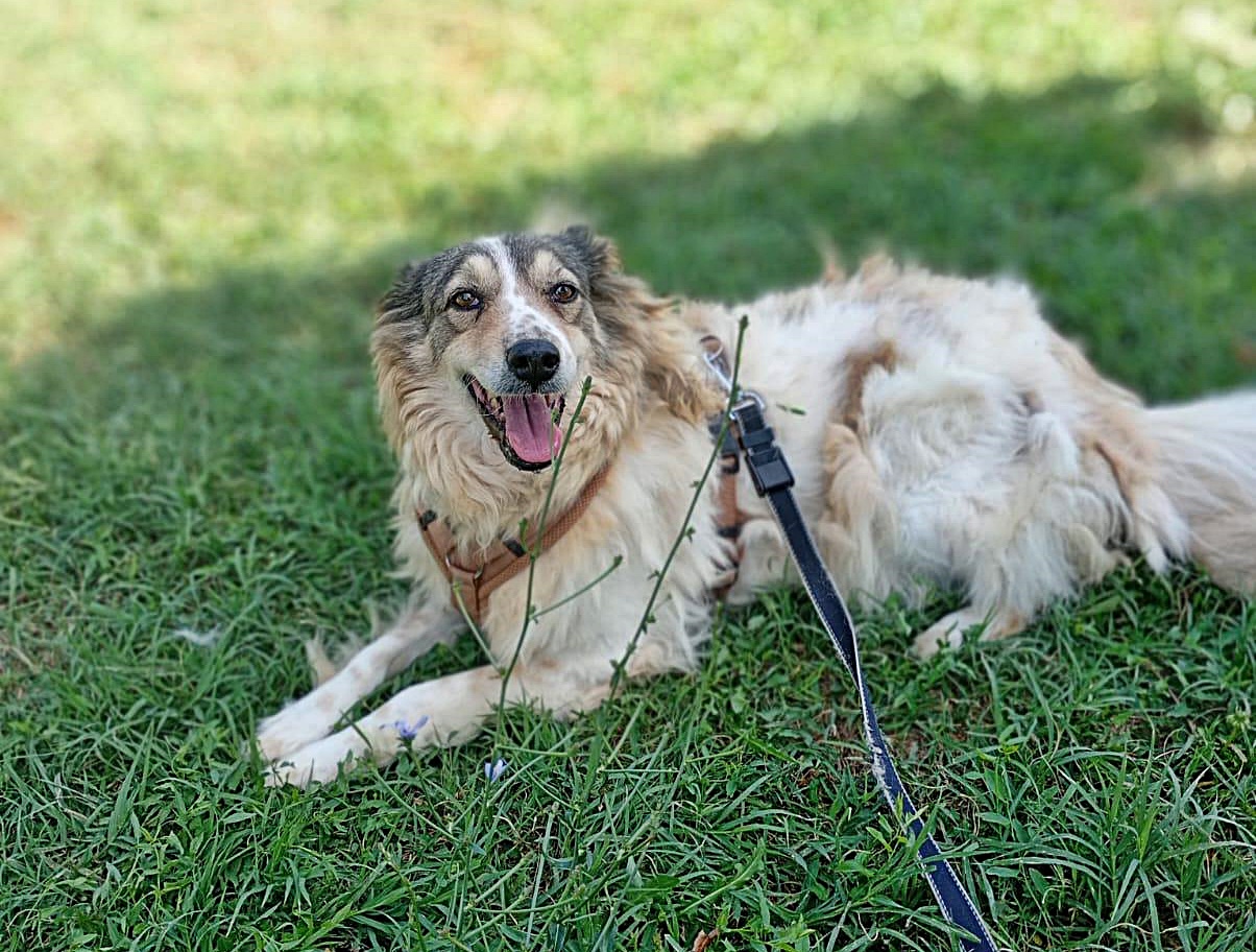 Carlotta, Gnadenplatz gesucht