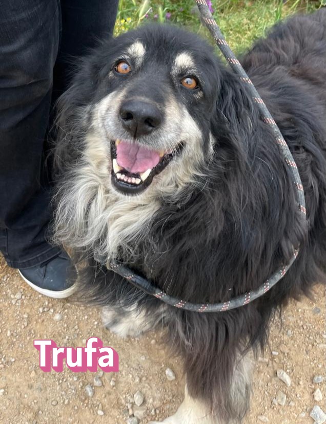 Trufa