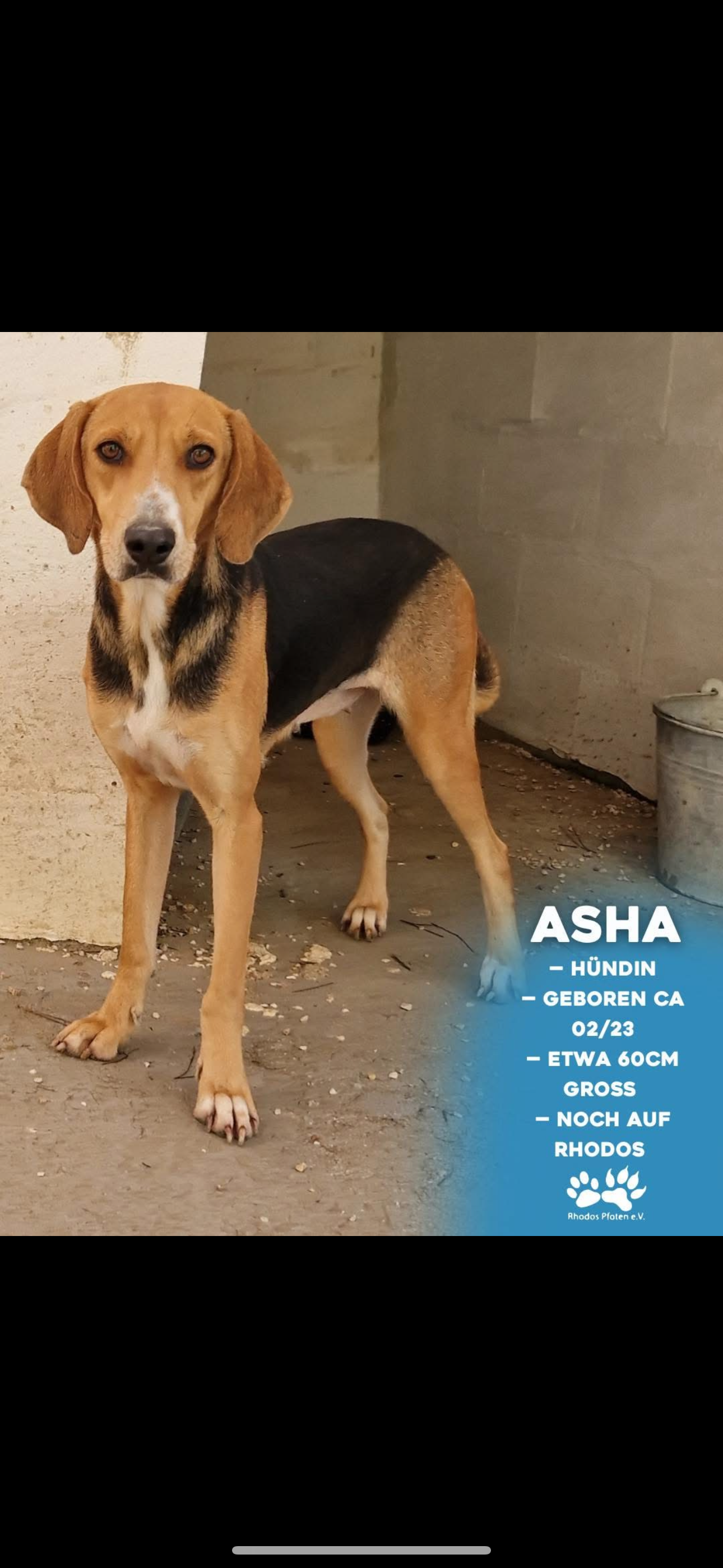 Asha