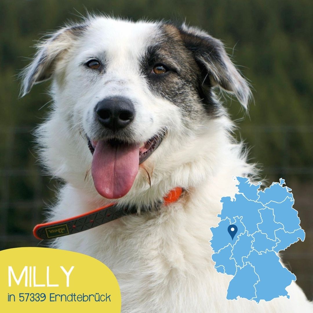 Milly