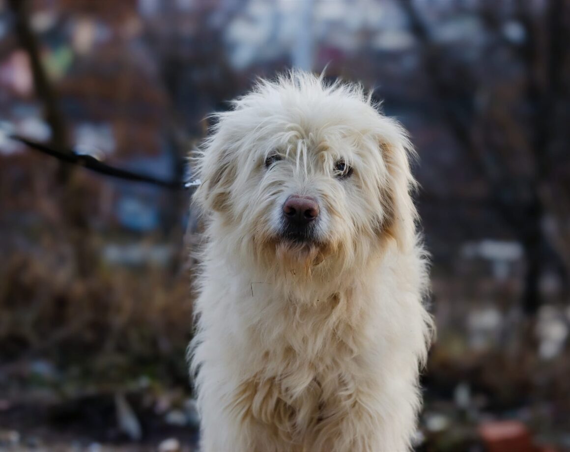 Lumi