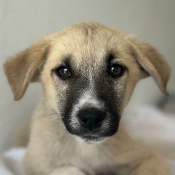Bohdi