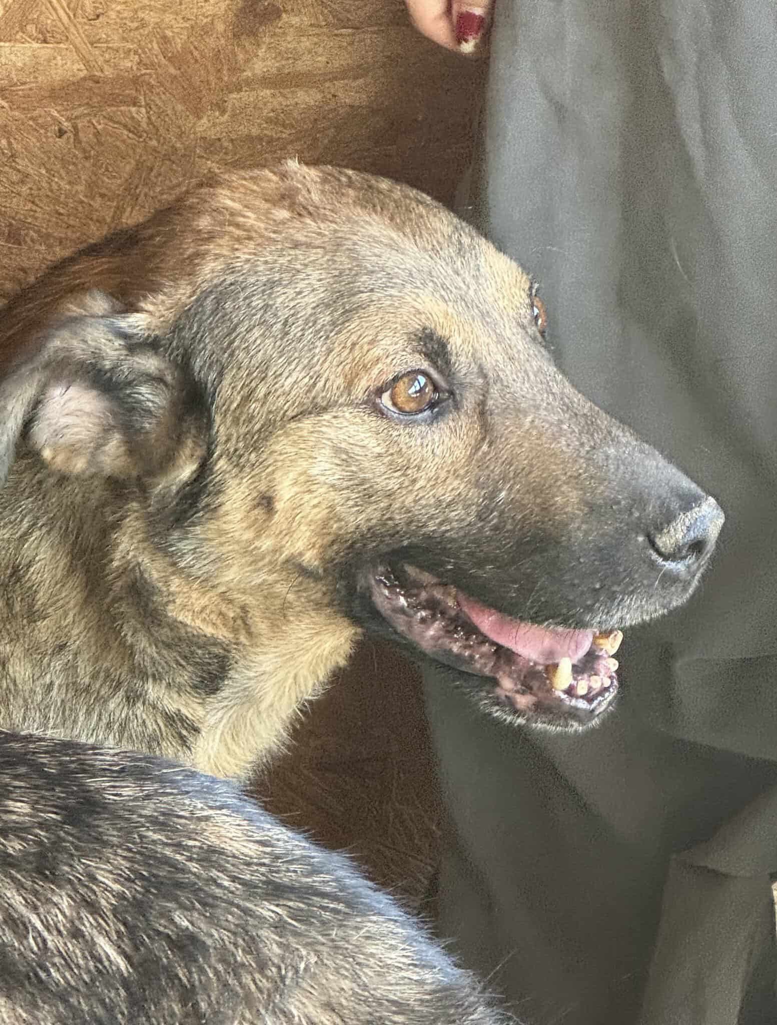 Elliot
