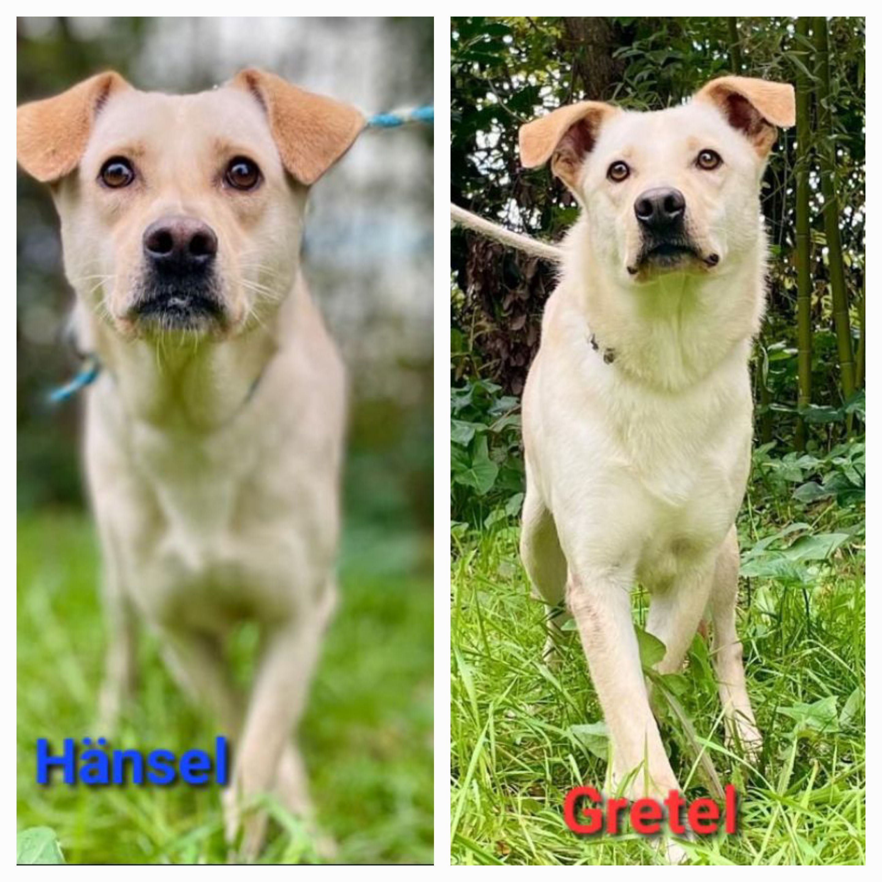 Hänsel & Gretel