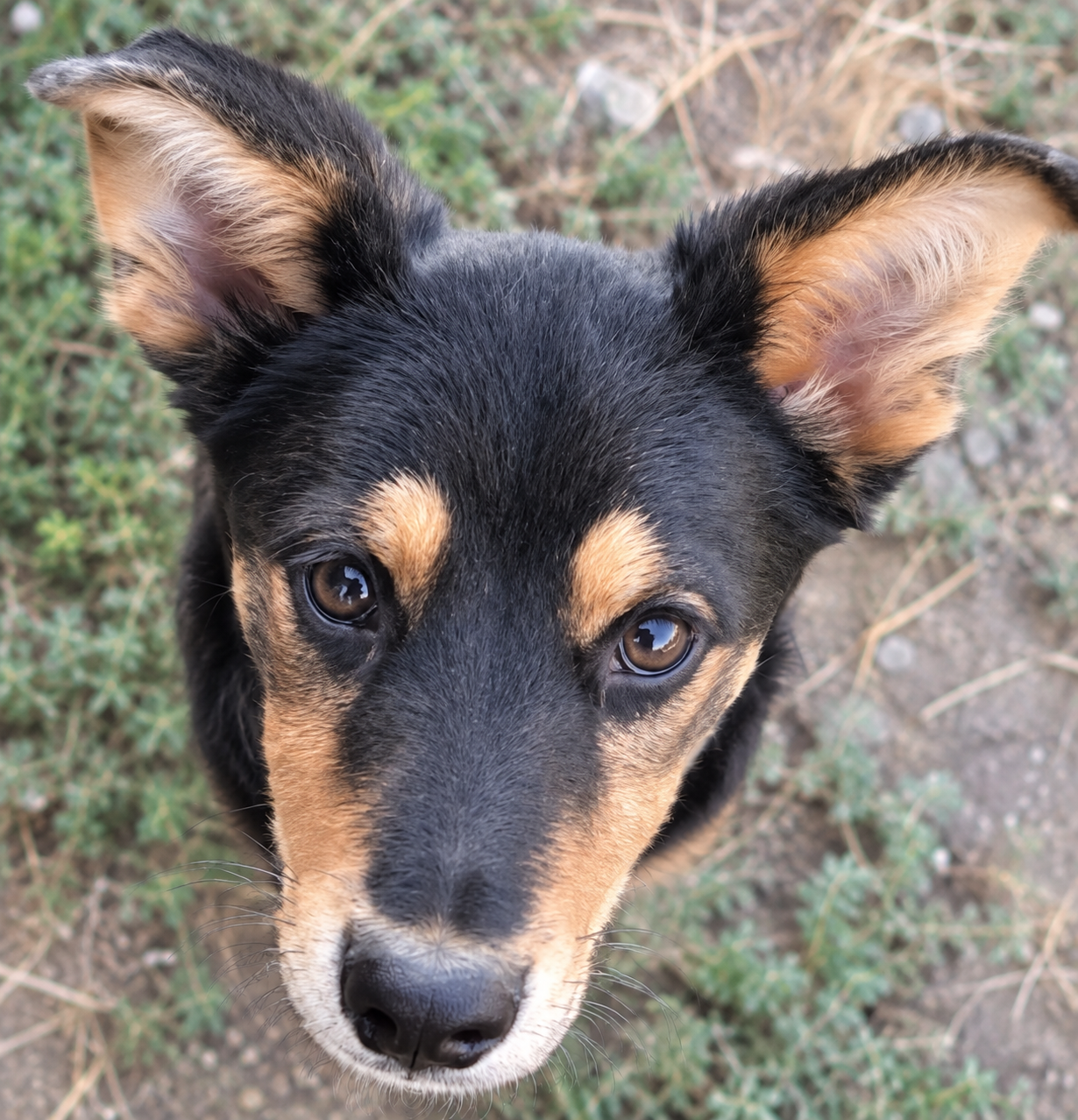 Loki sucht sein Glück